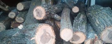 В Тарутинской громаде мужчина с сыном спилили 113 деревьев (фото)